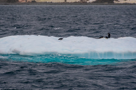 A group of Shinstrap Penguin - Pygoscelis antarcticus- standing on a small iceberg, near King George island, on the Antarctic Peninsulaの写真素材