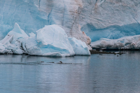 Telephoto of a group of Gentoo Penguins jumping and swimming among the Antarctic sea ice. Antarctic Peninsula.の写真素材
