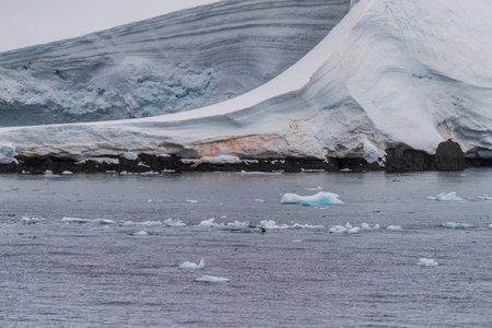 Telephoto of Adelie Penguins - Pygoscelis adeliae- jumping in and out of the Water near Prospect point, along the Antarctic Peninsulaの写真素材
