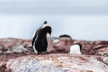 Close-up of Gentoo Penguin -Pygoscelis papua- at Cuverville Island, on the Antarctic Peninsula