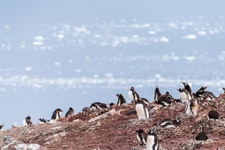 Impression of the Gentoo Penguin -Pygoscelis papua- colony at Danco Island, on the Antarctic Peninsulaの写真素材