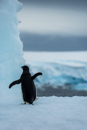 Close-up of an Adelie Penguin - Pygoscelis adeliae- standing on an iceberg, near the fish islands, on the Antarctic Peninsulaの写真素材