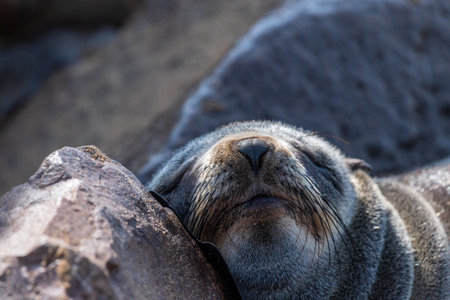 Telephoto portrait of a seal in the Cape Cross seal colony on the Namibian Coastの写真素材