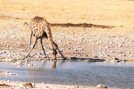 Angolan Giraffes -Giraffa giraffa angolensis- standing drinking from a waterhole in Etosha national park, Namibia.の写真素材
