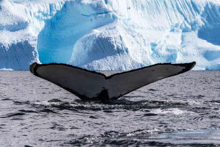 Close-up of the tail of a diving humpback whale -Megaptera novaeangliae. Image taken in the Graham...