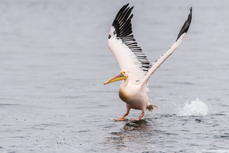 Telephoto shot of a great white pelican -Pelecanus onocrotalus- near Walvis Bay, Namibiaの写真素材