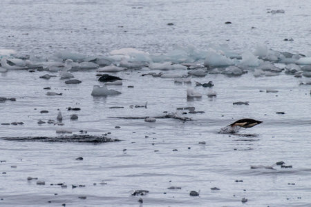 Telephoto of Adelie Penguins - Pygoscelis adeliae- jumping in and out of the Water near Prospect point, along the Antarctic Peninsulaの写真素材