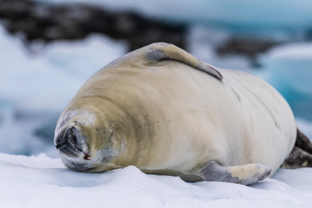 Close-up of a crabeater seal -Lobodon carcinophaga- resting on a small iceberg near the fish islands on the Antarctic peninsulaの写真素材