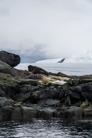 Wide angle shot of an Antarctic Fur Seal - Arctocephalus gazella- sitting on a rock near the fish islands area on the Antarctic Peninsulaの写真素材