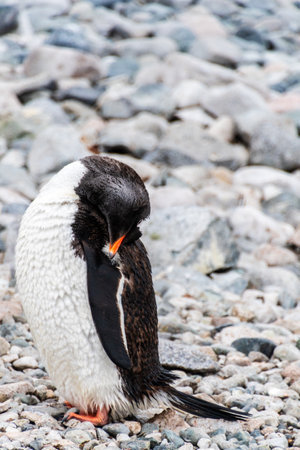Close-up of Gentoo Penguin at Cuverville Island, on the Antarctic Peninsulaの写真素材