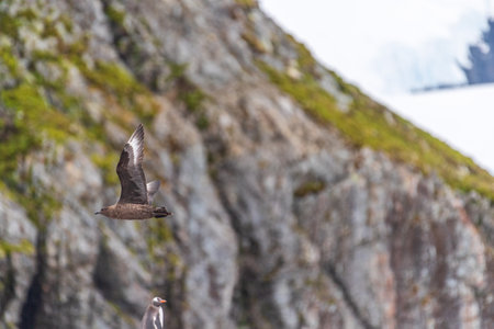 Telephoto of a flying Brown Skua -Stercorarius antarcticus. Image taken near cuverville island, on the Antarctic pensinsulaの写真素材