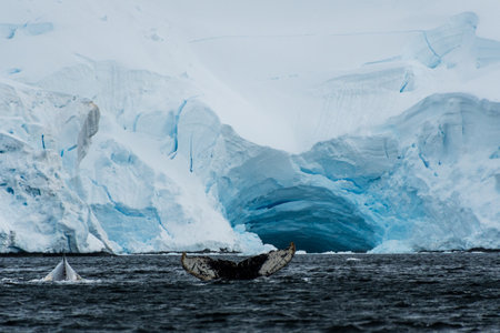 Close-up of the tail of a diving humpback whale -Megaptera novaeangliae. Image taken in the Graham passage, near Charlotte Bay, Antarctic Peninsula.の写真素材