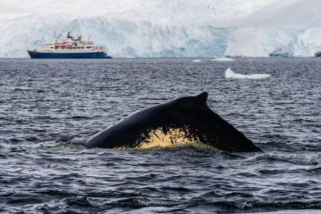 Close-up of the back and dorsal fin of a diving humpback whale -Megaptera novaeangliae. Image taken in the Graham passage, near Charlotte Bay, Antarctic Peninsulaの写真素材