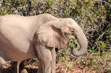 Telephoto shot of a desert elephant in Northern Namibia.の写真素材