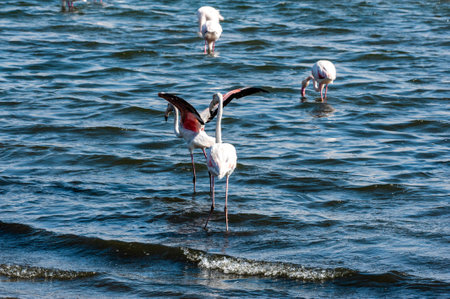 Greater Flamingos - Phoenicopterus roseus- along the shores of Walvis Bay, Namibia.の写真素材