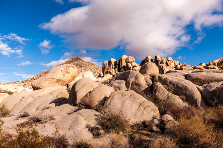 A Joshua Tree National Park landscape shot, taken on a winter afternoon.の写真素材