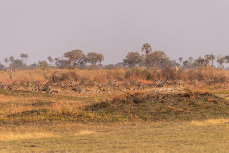 Telephoto shot of a large herd of Burchells Plains zebras, Equus quagga burchelli, running on the dry lands of the Okavango Delta, Botswana.の写真素材
