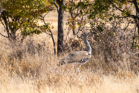 The Kori Bustard -Ardeotis kori- is considered to be the largest flying bird of Africa. Here it is seen walking on the plains of Etosha National Park, Namibia.の写真素材