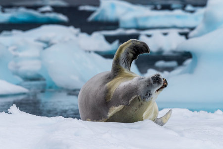 Close-up of a crabeater seal -Lobodon carcinophaga- resting on a small iceberg near the fish islands on the Antarctic peninsulaの写真素材