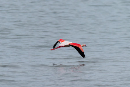Greater Flamingos - Phoenicopterus roseus- along the shores of Walvis Bay, Namibia.の写真素材
