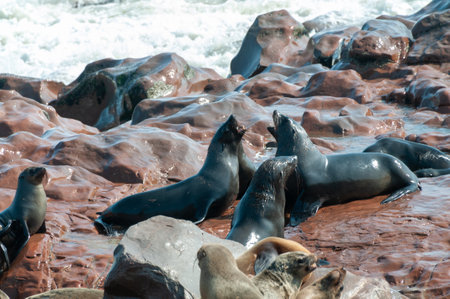 Detail of the seal colony at Cape Cross, off the skeleton coast of Namibia.の写真素材