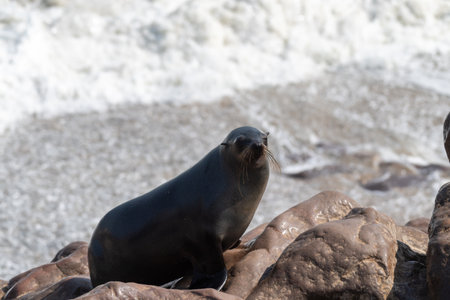 Cape Fur Seals - Arctocephalus pusillus- on the beach of Cape Cross Seal colony, along the skeleton coast of Namibiaの写真素材