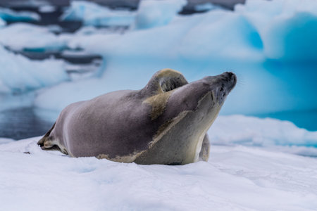 Close-up of a crabeater seal -Lobodon carcinophaga- resting on a small iceberg near the fish islands...