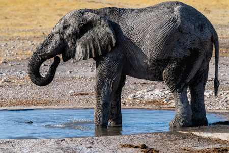 Telephoto shot of one giant African Elephant -Loxodonta Africana- driking from a waterhole in Etosha National Park, Namibia.の写真素材