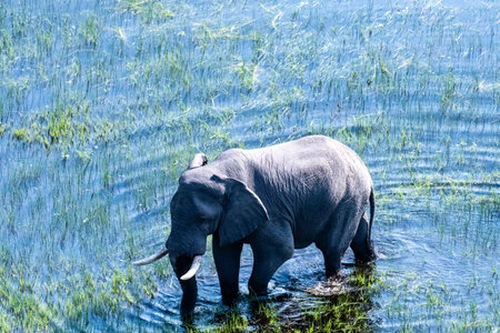 Aerial telephoto shot of an African Elephant wading through the shallow waters of the Okavango Delta in Botswana.の写真素材