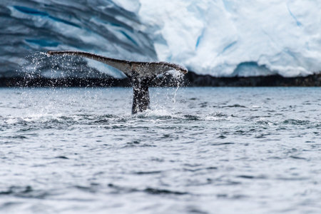 Close-up of the tail of a diving humpback whale -Megaptera novaeangliae. Image taken in the Graham passage, near Charlotte Bay, Antarctic Peninsula.の写真素材