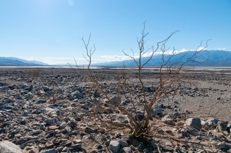 Death Valley landscape on a sunny winter afternoon, near Beatty junction.の写真素材