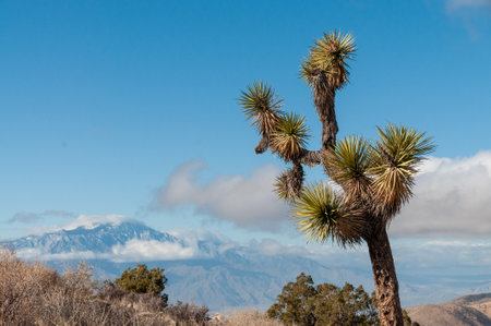 A Joshua Tree National Park landscape shot, taken on a winter afternoon.の写真素材