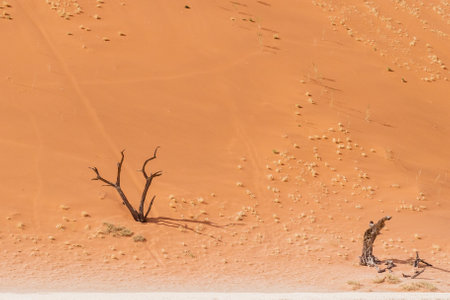 Overview of the petrified dead trees in the Deadvlei area of Namibiaの写真素材