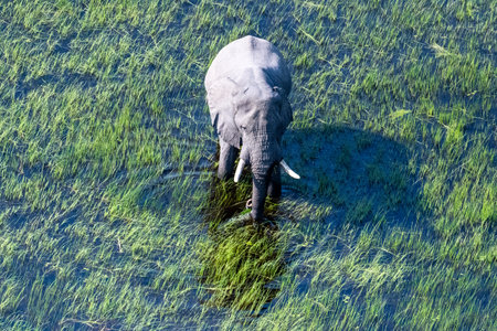 Aerial telephoto shot of an African Elephant wading through the shallow waters of the Okavango Delta in Botswana.の写真素材