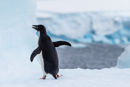 Close-up of an Adelie Penguin - Pygoscelis adeliae- standing on an iceberg, near the fish islands, on the Antarctic Peninsulaの写真素材