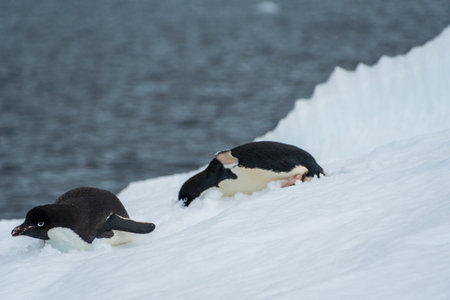 Close-up of two Adelie Penguins - Pygoscelis adeliae- laying on an iceberg, near the fish islands, on the Antarctic Peninsulaの写真素材