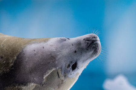 Close-up of a crabeater seal -Lobodon carcinophaga- resting on a small iceberg near the fish islands...