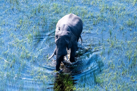 Aerial telephoto shot of an African Elephant wading through the shallow waters of the Okavango Delta in Botswana.の写真素材