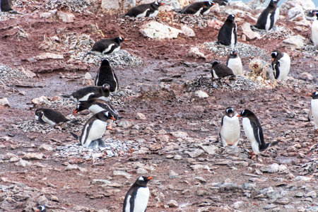 Impression of the Gentoo Penguin -Pygoscelis papua- colony at Danco Island, on the Antarctic Peninsulaの写真素材