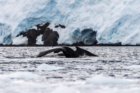Close-up of the tail of a diving humpback whale -Megaptera novaeangliae. Image taken in the Graham...