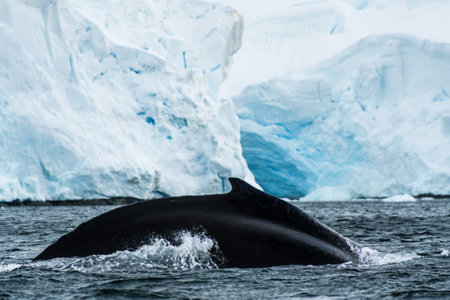 Close-up of the back and dorsal fin of a diving humpback whale -Megaptera novaeangliae. Image taken in the Graham passage, near Charlotte Bay, Antarctic Peninsulaの写真素材