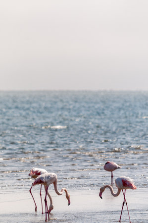 Greater Flamingos - Phoenicopterus roseus- along the shores of Walvis Bay, Namibia.の写真素材