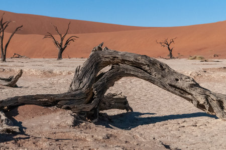 Landscape shot of the iconic dead trees of the Namibian deadvlei area.の写真素材