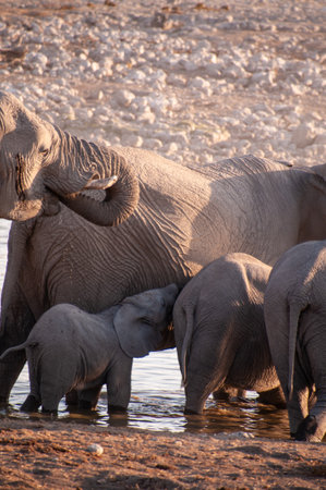 Telephoto shot of a herd of African Elephant -Loxodonta Africana- taking a bath in a waterhole in Etosha national Park, Namibia.の写真素材