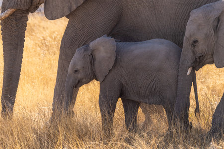 Close-up of a baby elephant, framed by two adult elephants, wading through the tall grasses of Etosha National Park, Namibiaの写真素材