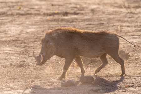 Closeup of a Common Warthog, Phacochoerus africanus, roaming around Chobe National Park, Botswana.の写真素材
