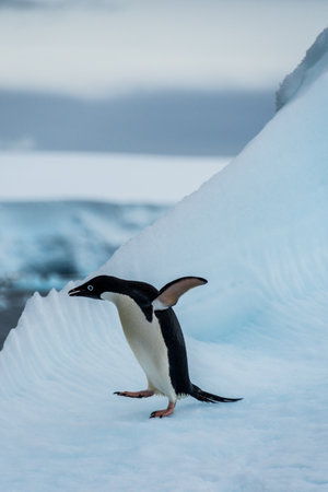 Close-up of an Adelie Penguin - Pygoscelis adeliae- standing on an iceberg, near the fish islands, on the Antarctic Peninsulaの写真素材