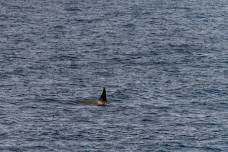 Close-up of a killer whale, Orcinus orca, swimming in the waters of the Antarctic peninsula, near...