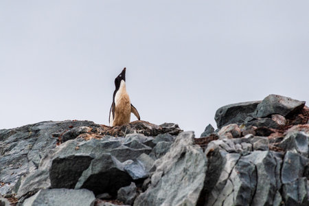 Impression of the Adelie Penguin - Pygoscelis adeliae- colony, near the fish islands, on the Antarctic Peninsulaの写真素材