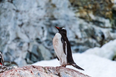 Close-up of Gentoo Penguin -Pygoscelis papua- at Cuverville Island, on the Antarctic Peninsulaの写真素材
